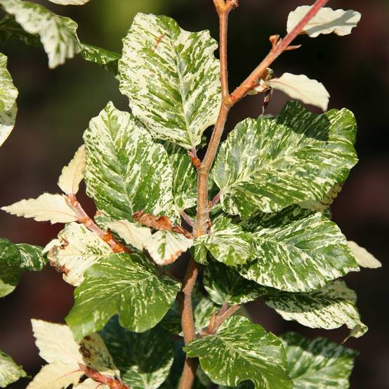 Promesse de Fleurs - Fagus sylvatica Marmor Star - Hêtre panaché Pot de 4L/5L - Image 1