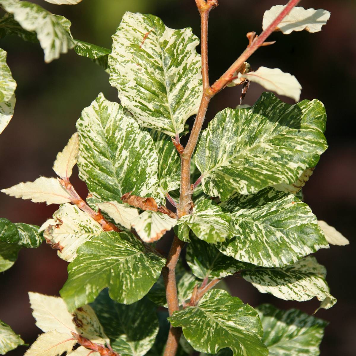 Fagus sylvatica Marmor Star - Hêtre panaché Pot de 4L/5L