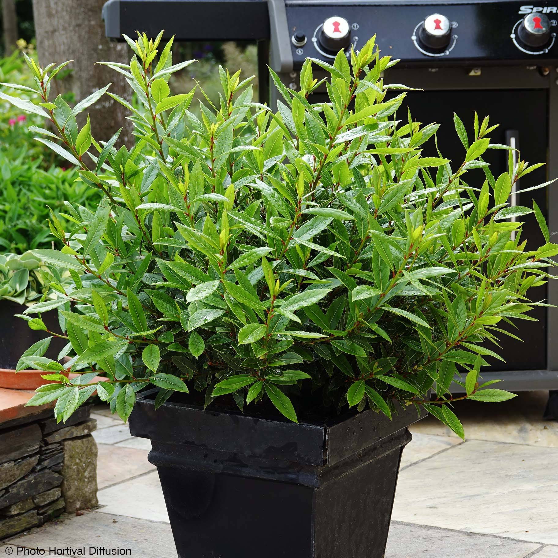 Laurus nobilis Little Ragu - Laurier-Sauce Pot de 4L/5L - Image 1