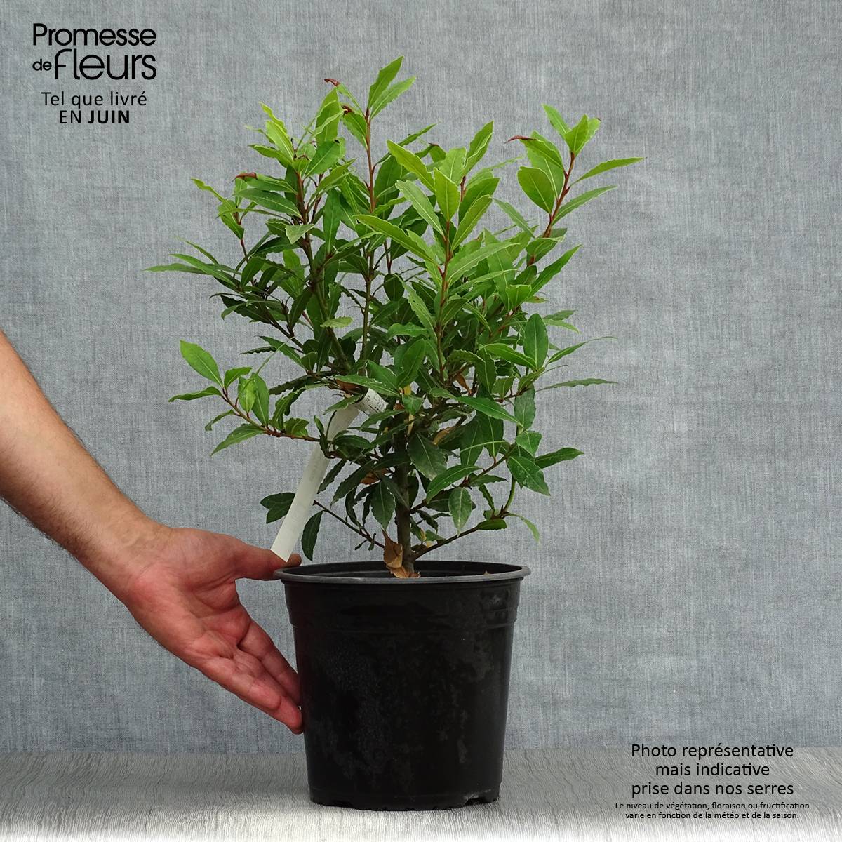 Laurus nobilis Little Ragu - Laurier-Sauce Pot de 4L/5L - Image 2