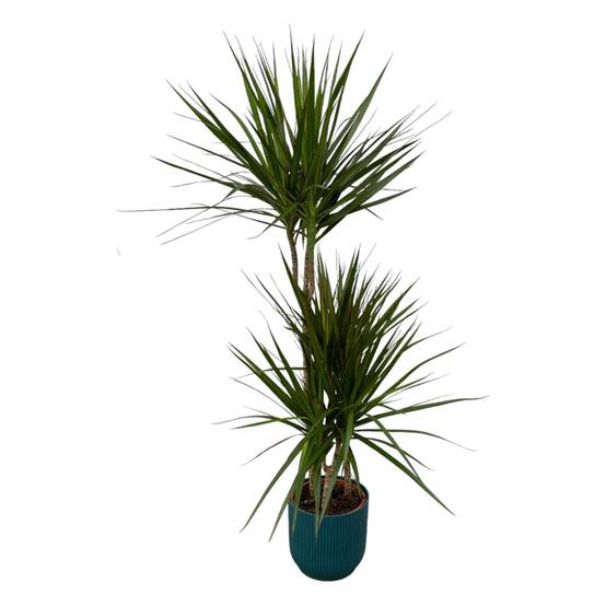 Dracaena Marginata et son pot- La Green Touch Bleu - Hauteur 120cm - Image 1