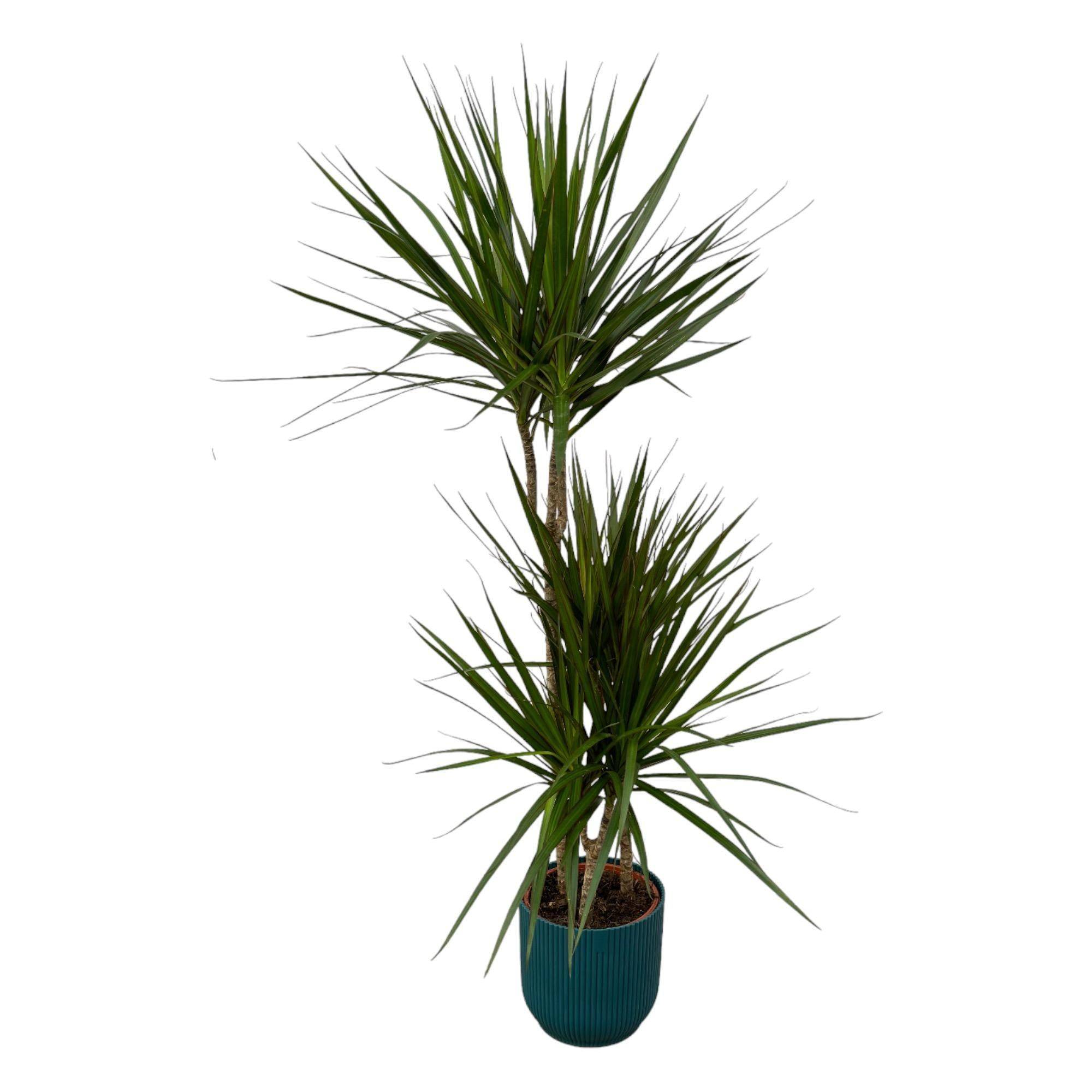Dracaena Marginata et son pot- La Green Touch Bleu - Hauteur 120cm - Image 1
