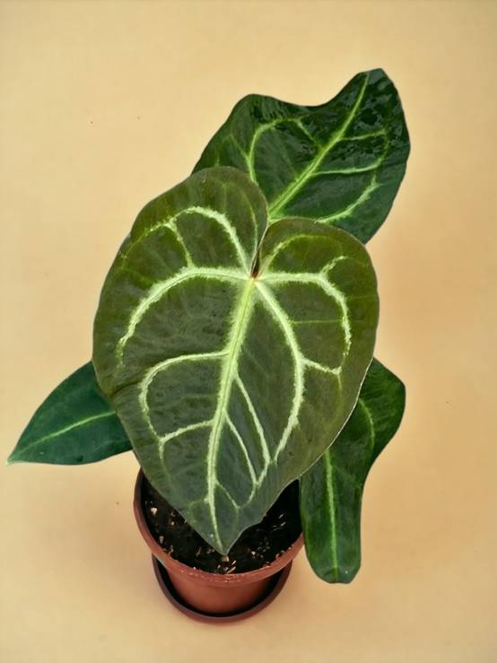 Dracaena Marginata et son pot- La Green Touch Bleu - Hauteur 120cm - Image 2