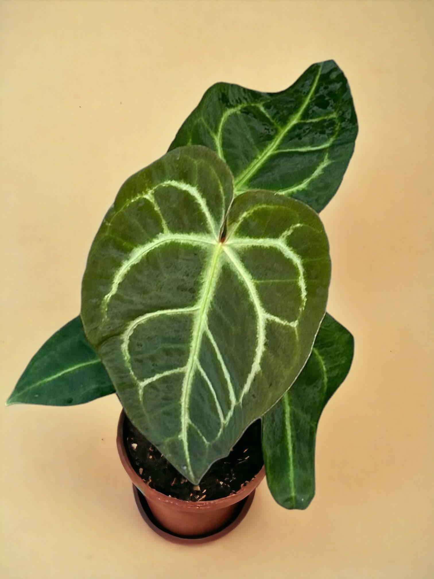 Dracaena Marginata et son pot- La Green Touch Bleu - Hauteur 120cm - Image 2