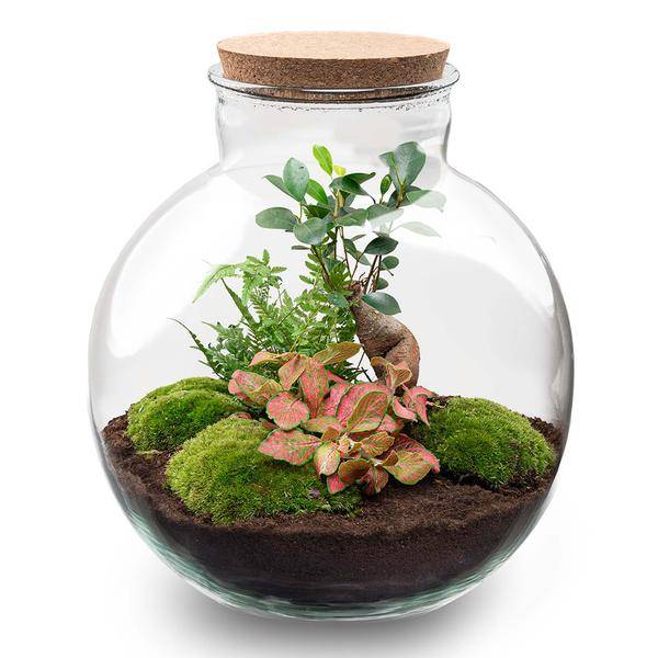 Terrarium Bolder Bob Bonsai + Led Verlichting In - H30cm - Image 3