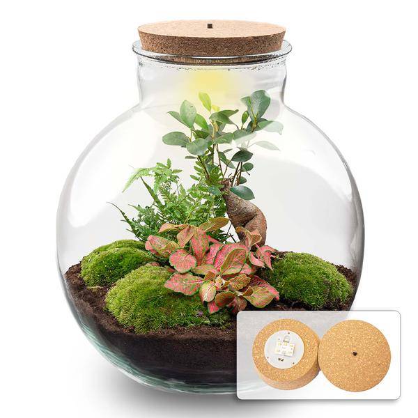 Terrarium Bolder Bob Bonsai + Led Verlichting In - H30cm