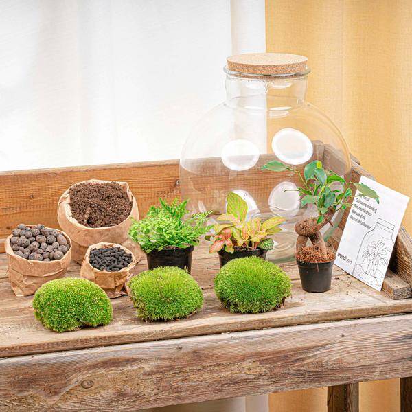 Terrarium Bolder Bob Bonsai + Led Verlichting In - H30cm - Image 2