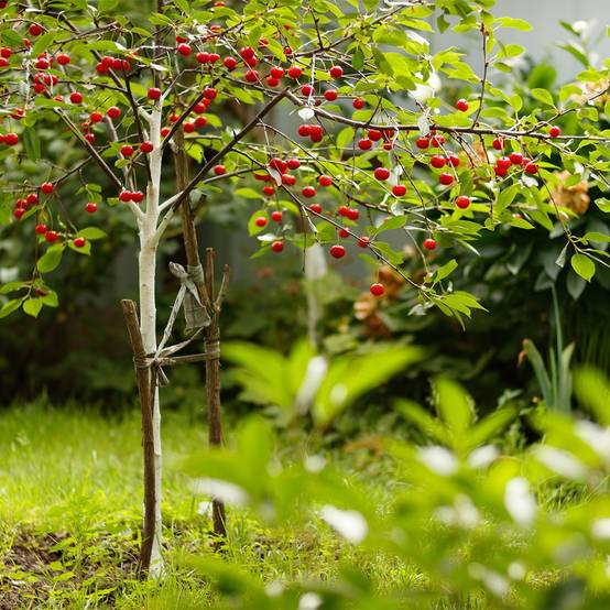 Cerisier nain Fruit Me Cherry Me Burlat Pot de 4L/5L, Nain