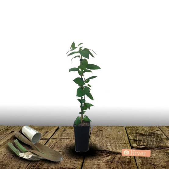 Chèvrefeuille Celestial® à fleurs Orange - feuillage Persistant - Pot de 1,5L - Tuteur bambou 30/60 cm- hauteur à maturité De 3,00 m à 5,00 m - Image 4
