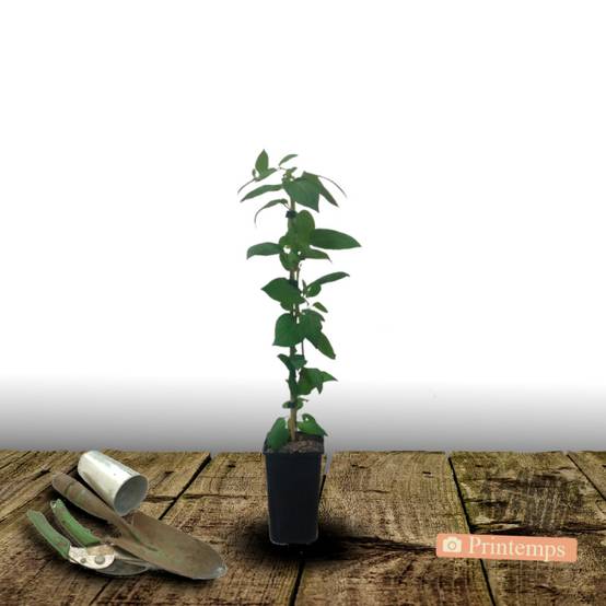Chèvrefeuille Celestial® à fleurs Orange - feuillage Persistant - Pot de 1,5L - Tuteur bambou 30/60 cm- hauteur à maturité De 3,00 m à 5,00 m - Image 5