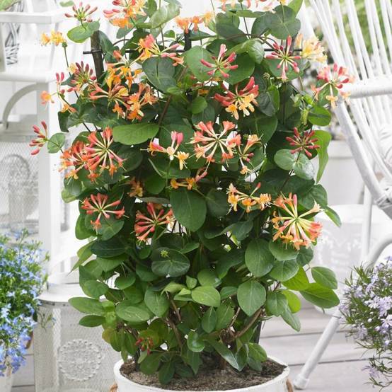 Chèvrefeuille Celestial® à fleurs Orange - feuillage Persistant - Pot de 1,5L - Tuteur bambou 30/60 cm- hauteur à maturité De 3,00 m à 5,00 m - Image 1