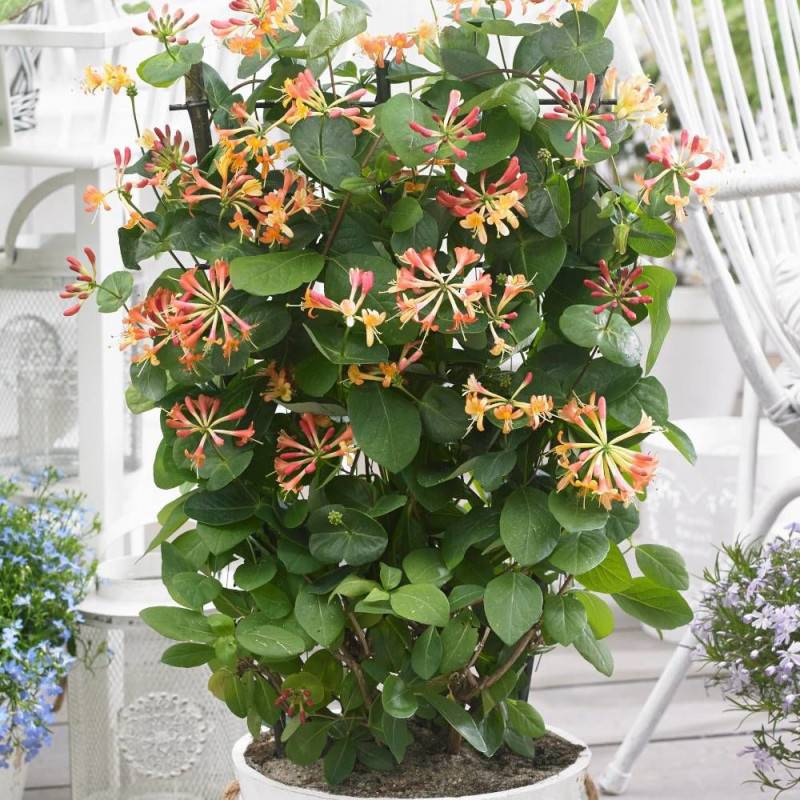 Chèvrefeuille Celestial® à fleurs Orange - feuillage Persistant - Pot de 1,5L - Tuteur bambou 30/60 cm-  hauteur à maturité De 3,00 m à 5,00 m - Image 1