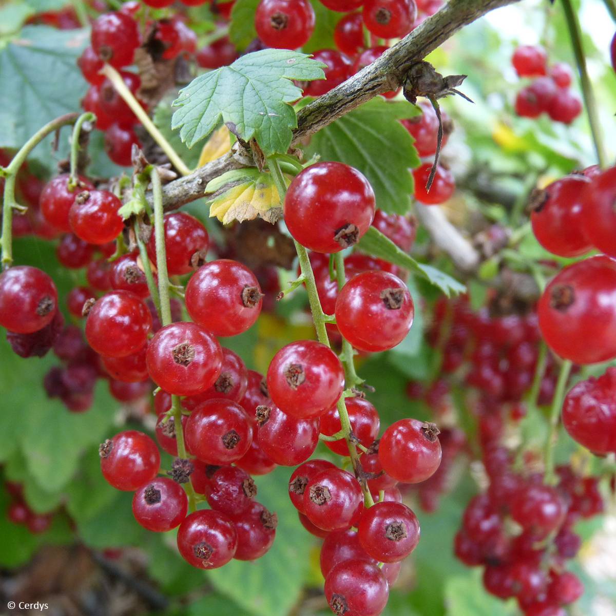 Groseillier à grappes rouges Ribest Lisette Pot de 1,5L/2L