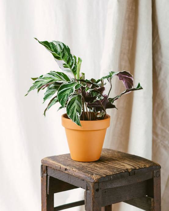 Calathea Fusion White 40cm - Plante d'intérieur- La Green Touch - Image 2