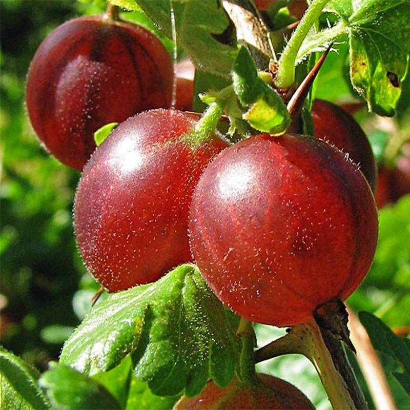 Promesse de Fleurs - Groseillier à maquereaux Hinnonmaki rouge Bio Pot de 1,5L/2L, Buisson