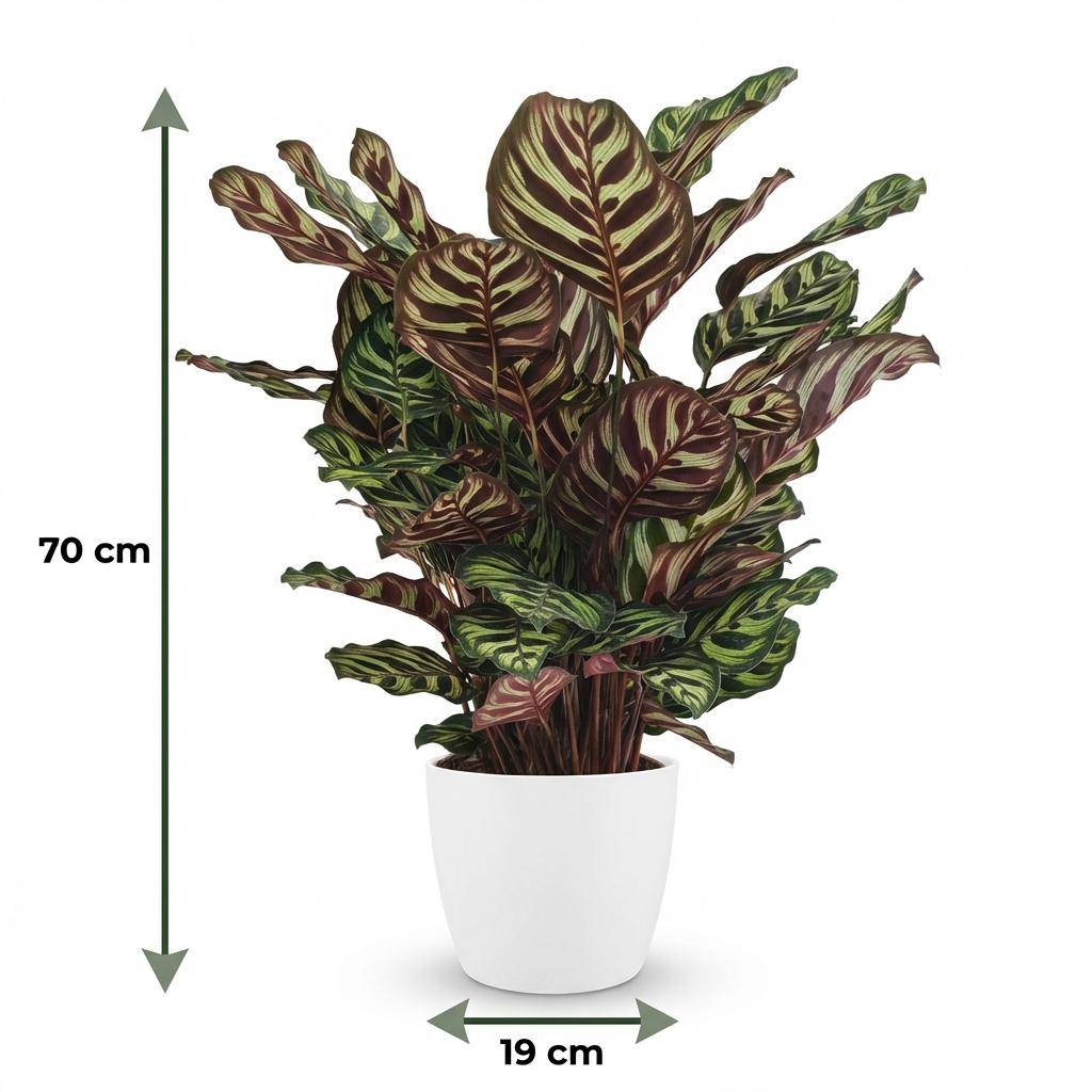 Calathea Makoyana - Pot de 19cm - Hauteur 70cm - Blanc - Plantes d'intérieur - Image 5