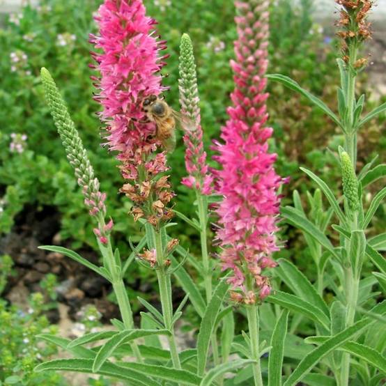 Veronica spicata Rotfuchs - Véronique en épis Godet de 8/9 cm