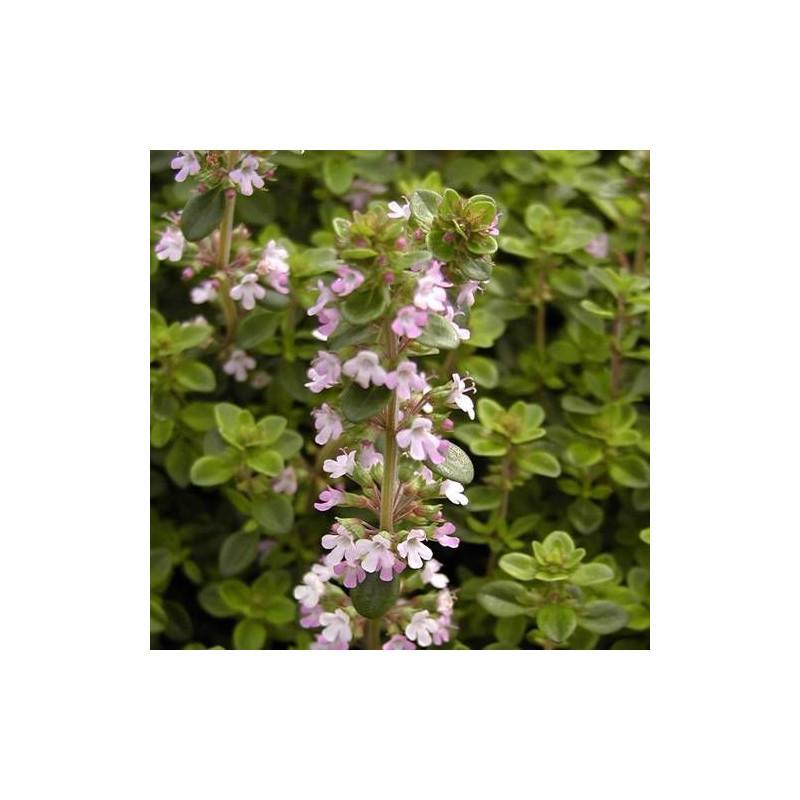 Thym serpolet à fleurs Rose - feuillage Persistant - Godet - 5/20 cm-  hauteur à maturité Moins de 0,15 m - Image 1