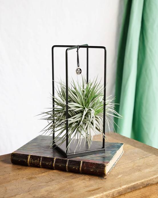 Tillandsia Cube Mix (Medium) - D17 H30cm