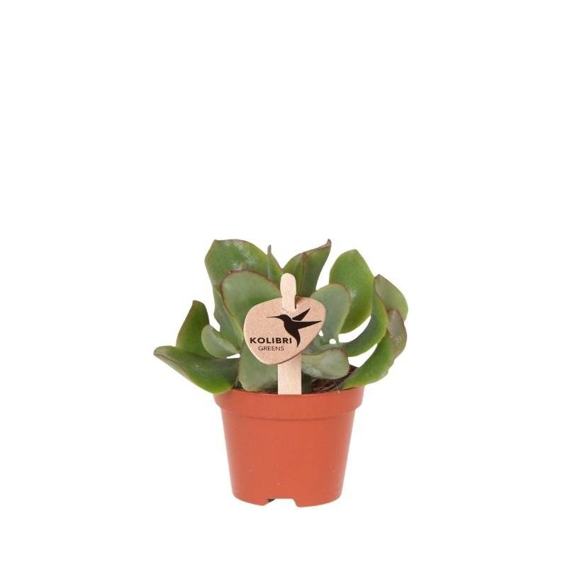 Succulente Crassula Arborescens - Ø6cm - ↕8cm - Plantes d'intérieur - Image 1