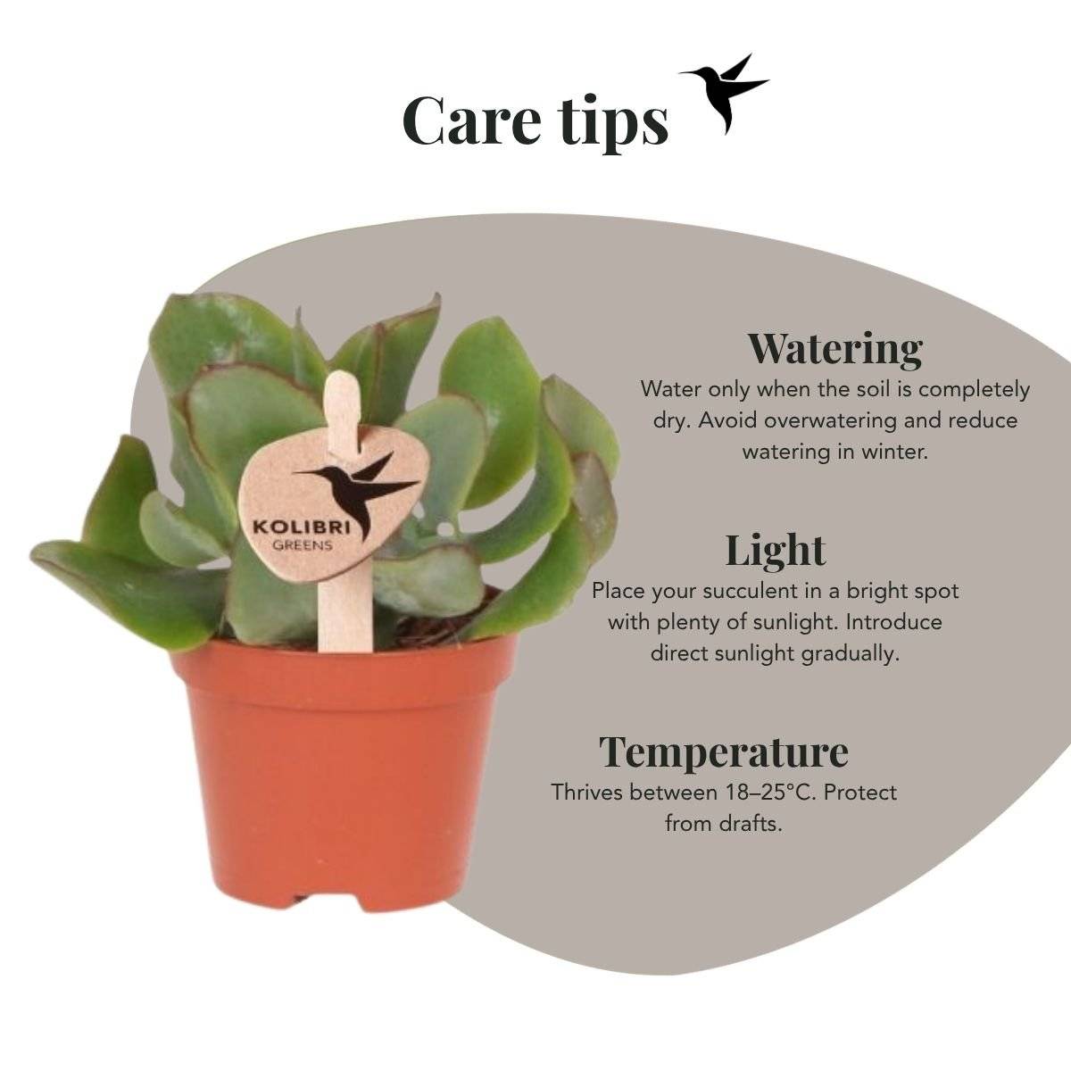Succulente Crassula Arborescens - Ø6cm - ↕8cm - Plantes d'intérieur - Image 2