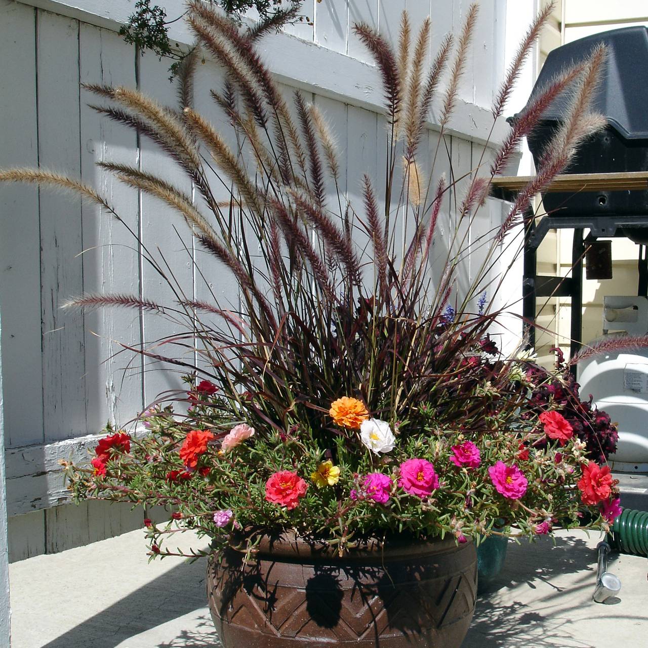 Pennisetum x advena Rubrum - Herbe aux écouvillons pourpres Pot de 1L/1,5L