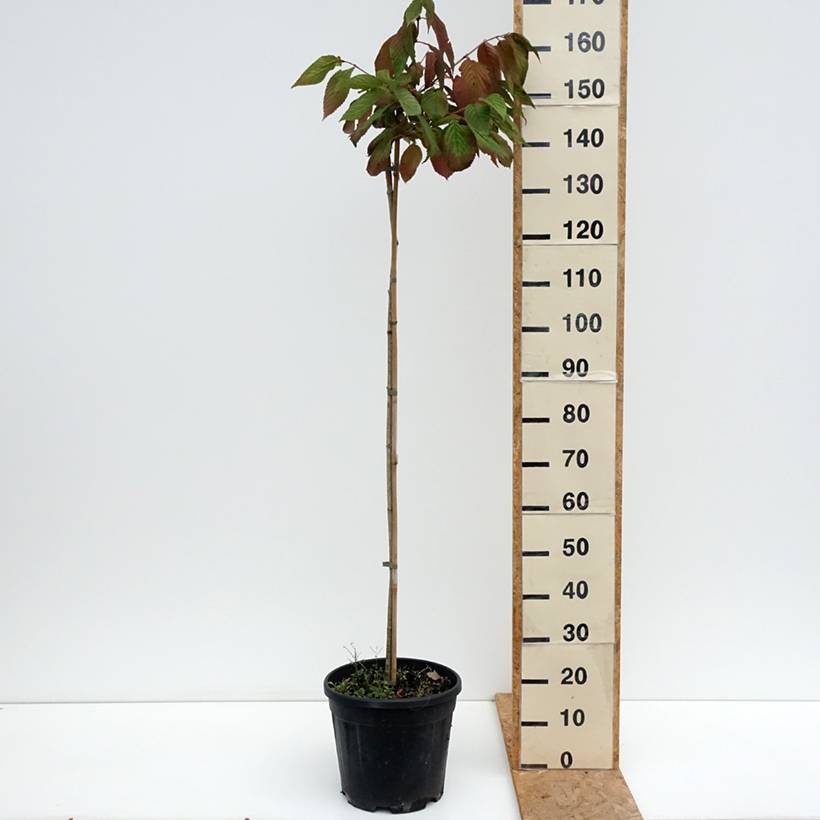 Viorne de Chine - Viburnum plicatum Cascade Pot de 12L/15L, Tige - Image 2