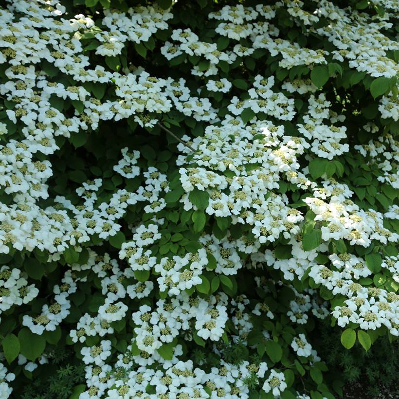 Viorne de Chine - Viburnum plicatum Cascade Pot de 12L/15L, Tige - Image 1