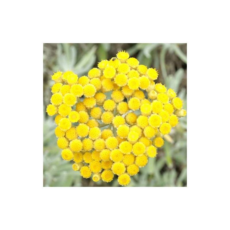 Immortelle d'Orient à fleurs Jaune - feuillage Persistant - Godet - 5/20 cm-  hauteur à maturité Moins de 0,15 m - Image 1