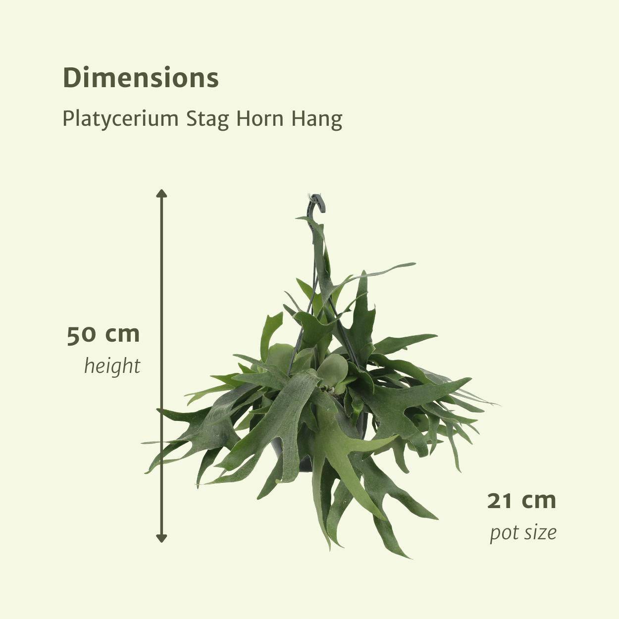 Platycerium Hertshoorn Hang - D21 H50cm - Image 4