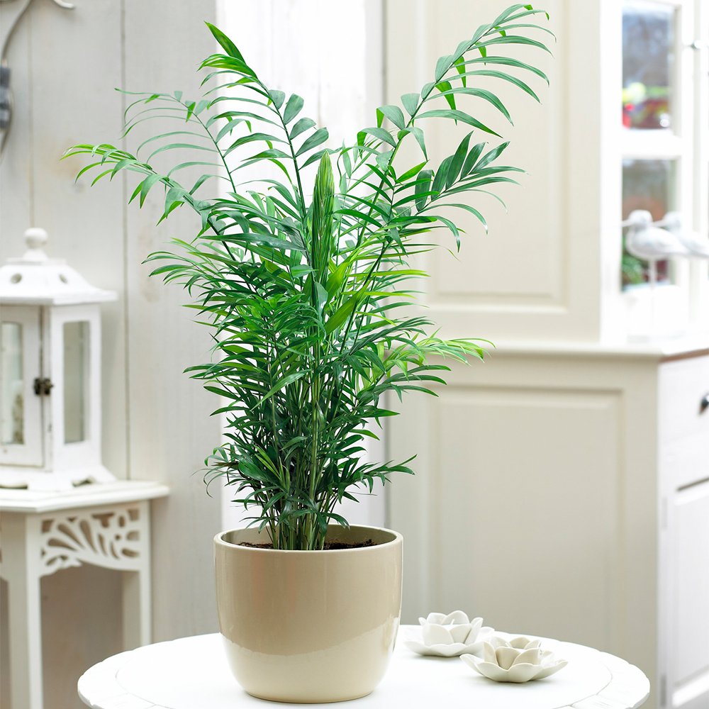 Gardenersdream - Palmier Chamaedorea Elegans – Grande Plante D'Intérieur De Qualité Supérieure En Pot De 13 Cm - GardenersDream - Image 1