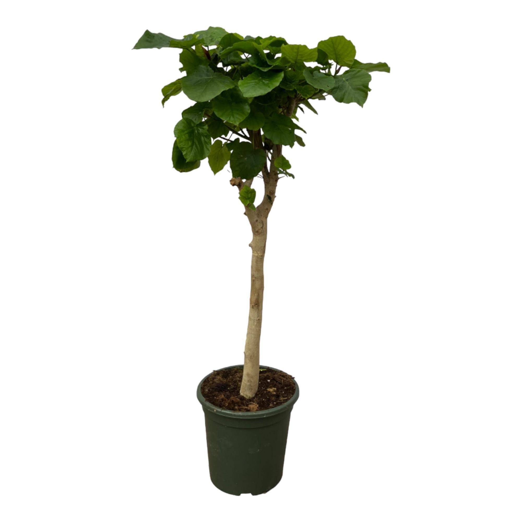 La Green Touch - Ficus umbellata sur tige - H 130 cm, pot Ø45 cm