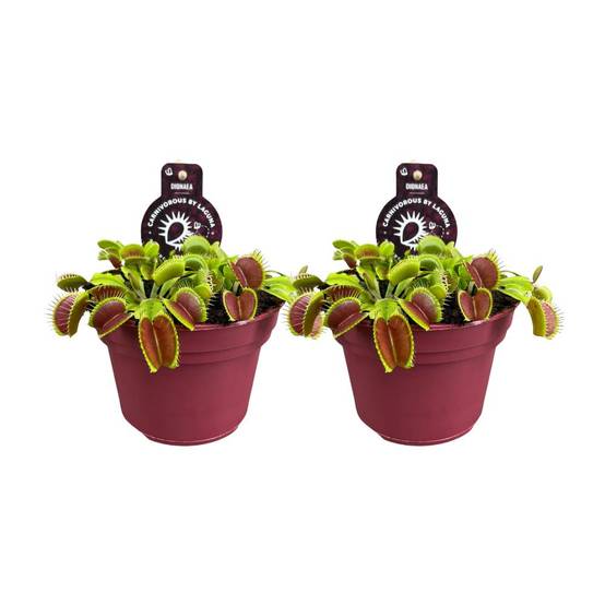 Dionaea Muscipula - H12cm