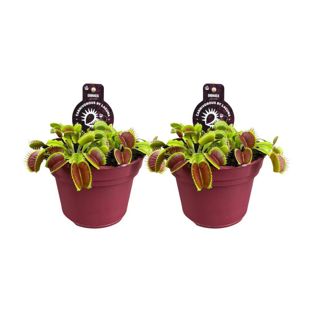 Dionaea Muscipula - H12cm