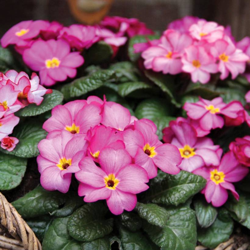 Promesse de Fleurs - Primevère Tinkerbells - Primula acaulis Mini-motte Ø 3/4 cm (par 5)