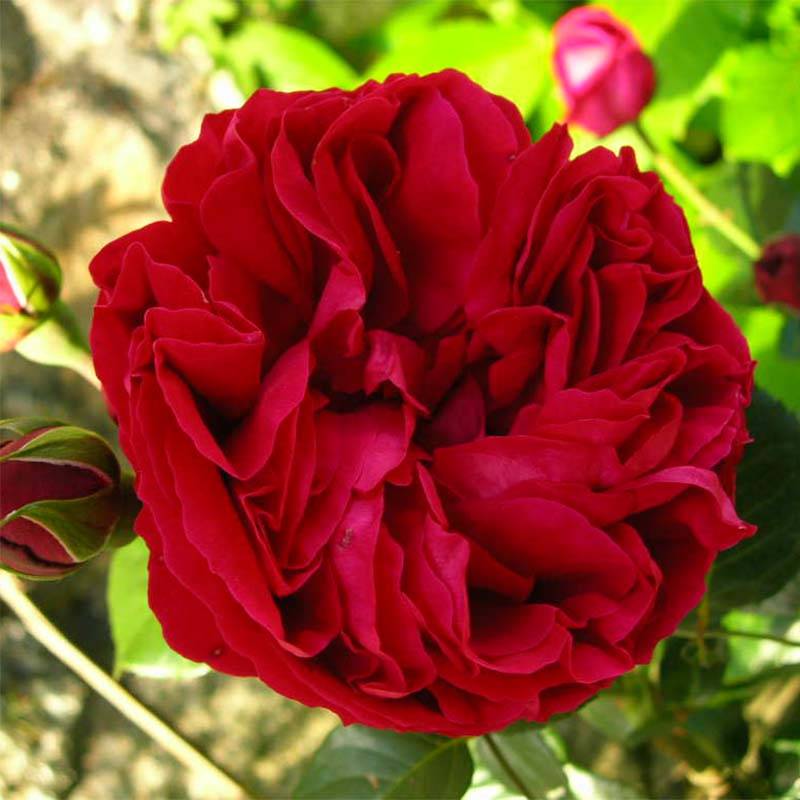 Rosier grimpant Red Eden Rose Pot de 4L/5L
