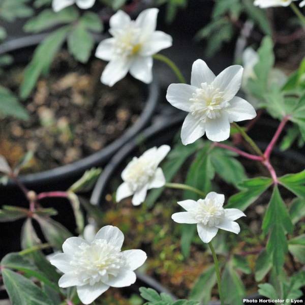 Promesse de Fleurs - Anémone nemorosa Vestal - Anémone des bois Bulbe calibre I (par 3)