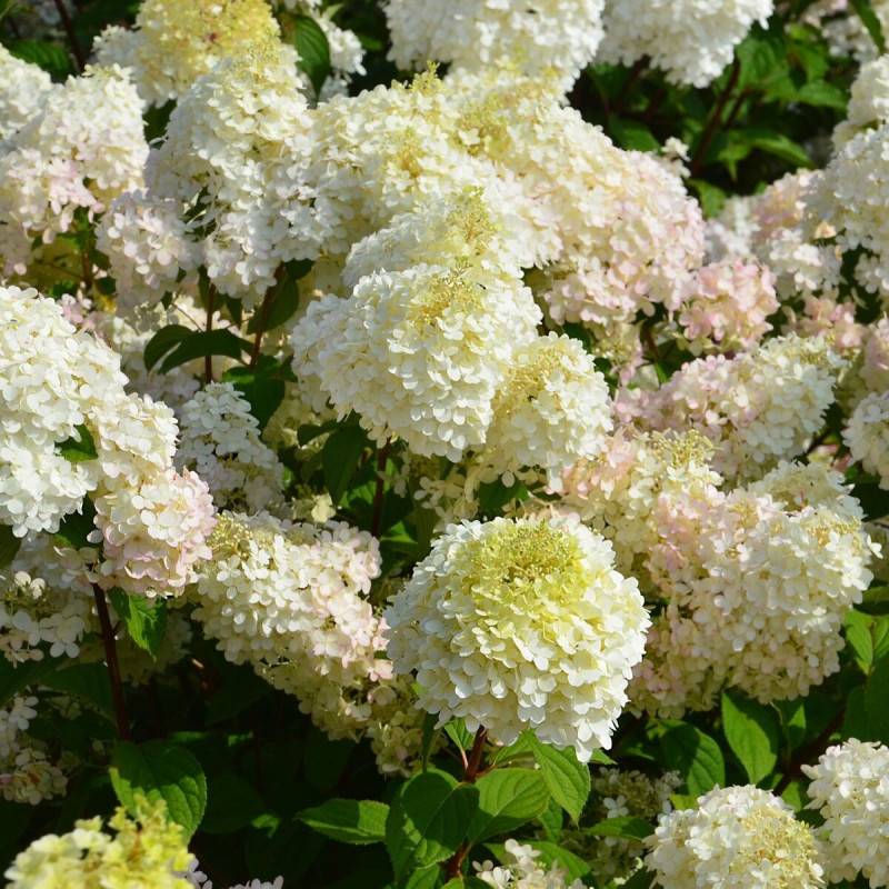 Hortensia paniculata Diamantino® 'Ren101', Hydrangea paniculata à fleurs Blanche - feuillage Caduc - Pot de 1,5L - 10/20 cm-  hauteur à maturité De 1, - Image 1