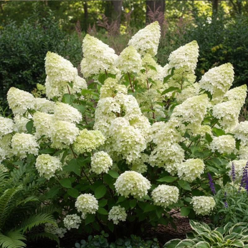 Hortensia paniculata Diamantino® 'Ren101', Hydrangea paniculata à fleurs Blanche - feuillage Caduc - Pot de 1,5L - 10/20 cm-  hauteur à maturité De 1, - Image 5