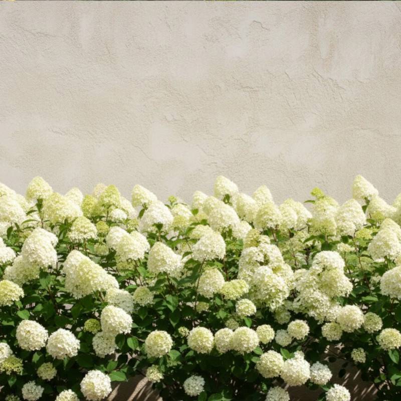 Hortensia paniculata Diamantino® 'Ren101', Hydrangea paniculata à fleurs Blanche - feuillage Caduc - Pot de 1,5L - 10/20 cm-  hauteur à maturité De 1, - Image 4