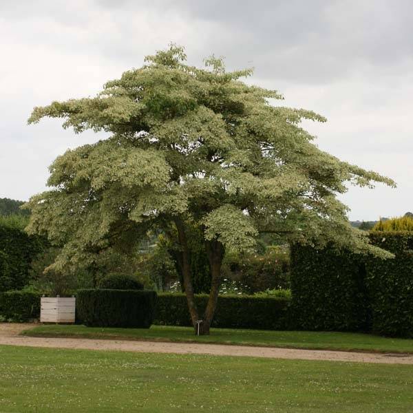 Promesse de Fleurs - Cornus controversa Variegata - Cornouiller des Pagodes panaché Pot de 4L/5L - Image 1