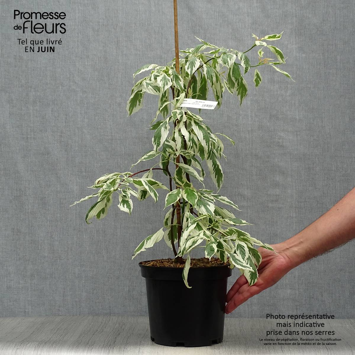 Promesse de Fleurs - Cornus controversa Variegata - Cornouiller des Pagodes panaché Pot de 4L/5L - Image 2