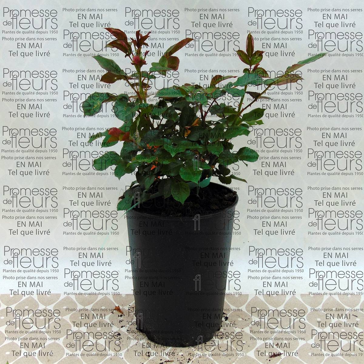 Promesse de Fleurs - Rosier à fleurs groupées Marie Curie Pot de 2L/3L