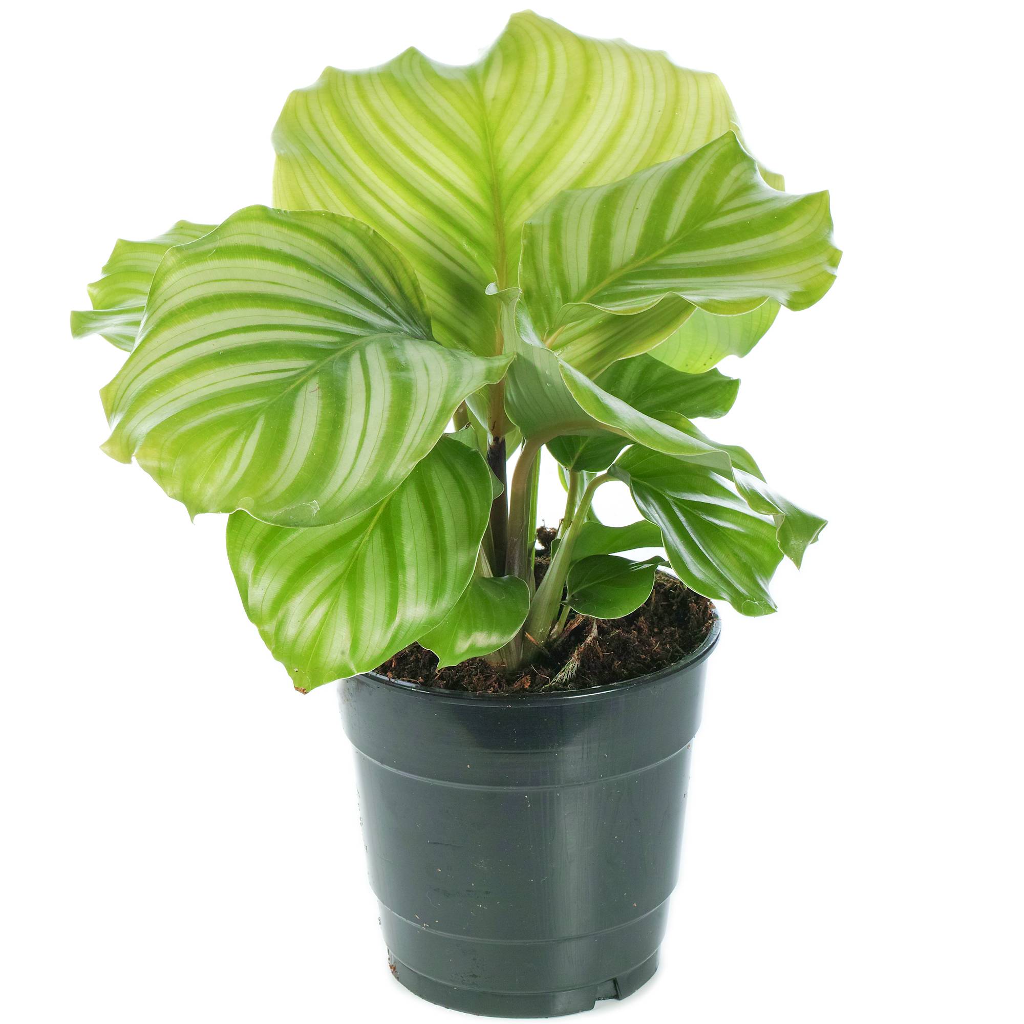 Gardenersdream - Calathea Orbifolia Plante Paon | Plante D'Intérieur En Pot Pour La Maison Ou Le Bureau - GardenersDream - Image 1