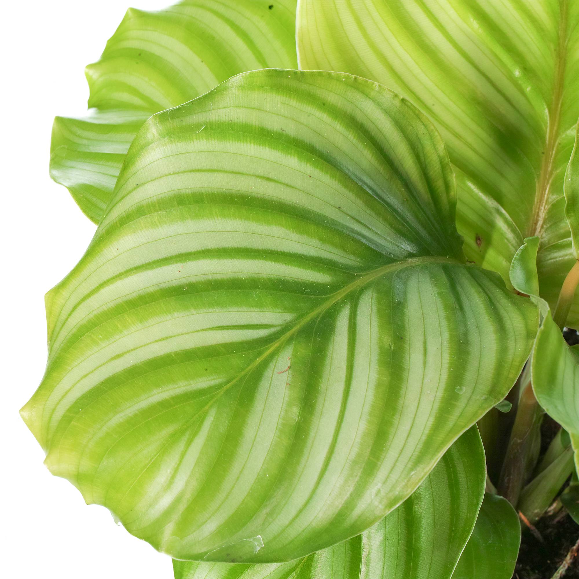 Gardenersdream - Calathea Orbifolia Plante Paon | Plante D'Intérieur En Pot Pour La Maison Ou Le Bureau - GardenersDream - Image 2