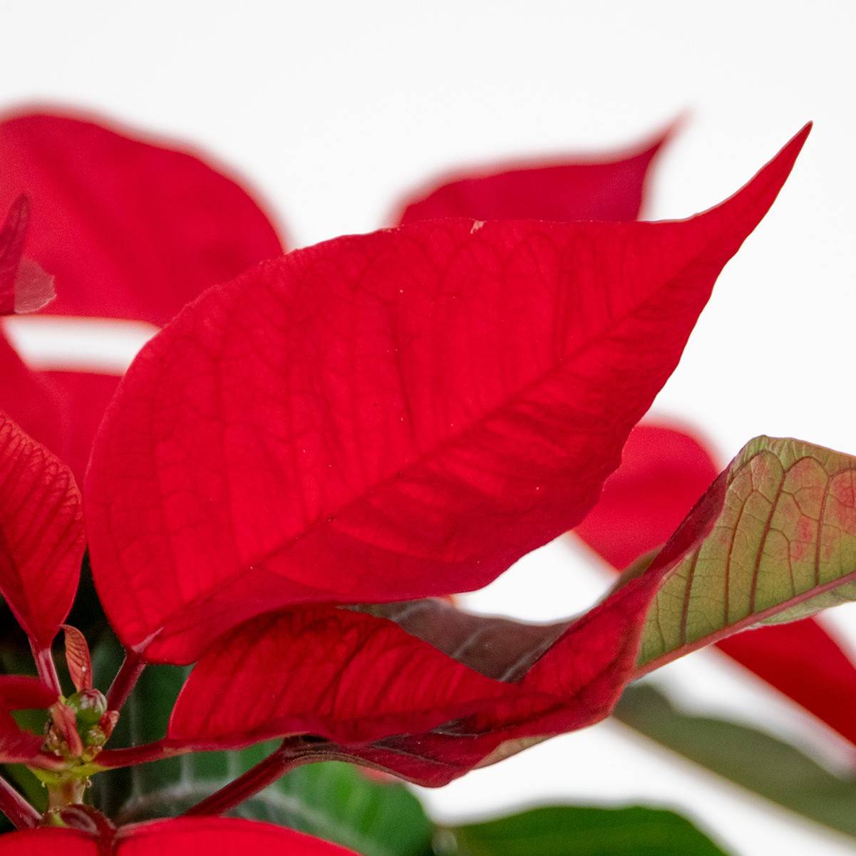 Lot de 3 - Poinsettia - Étoile de Noël - Rouge - Plantes d'intérieur - H. 20-30 cm - P. 10,5 cm - Image 3