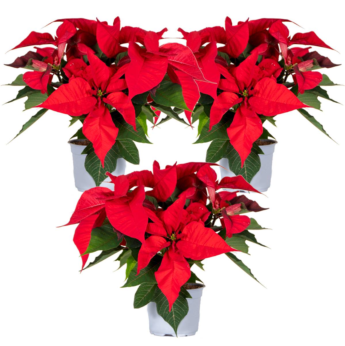 Lot de 3 - Poinsettia - Étoile de Noël - Rouge - Plantes d'intérieur - H. 20-30 cm - P. 10,5 cm - Image 1