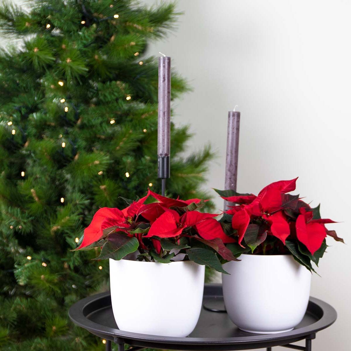 Lot de 3 - Poinsettia - Étoile de Noël - Rouge - Plantes d'intérieur - H. 20-30 cm - P. 10,5 cm - Image 2