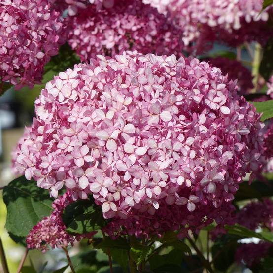 Hortensia arborescens Pink Annabelle ou Invincibelle Pot de 2L/3L - Image 1