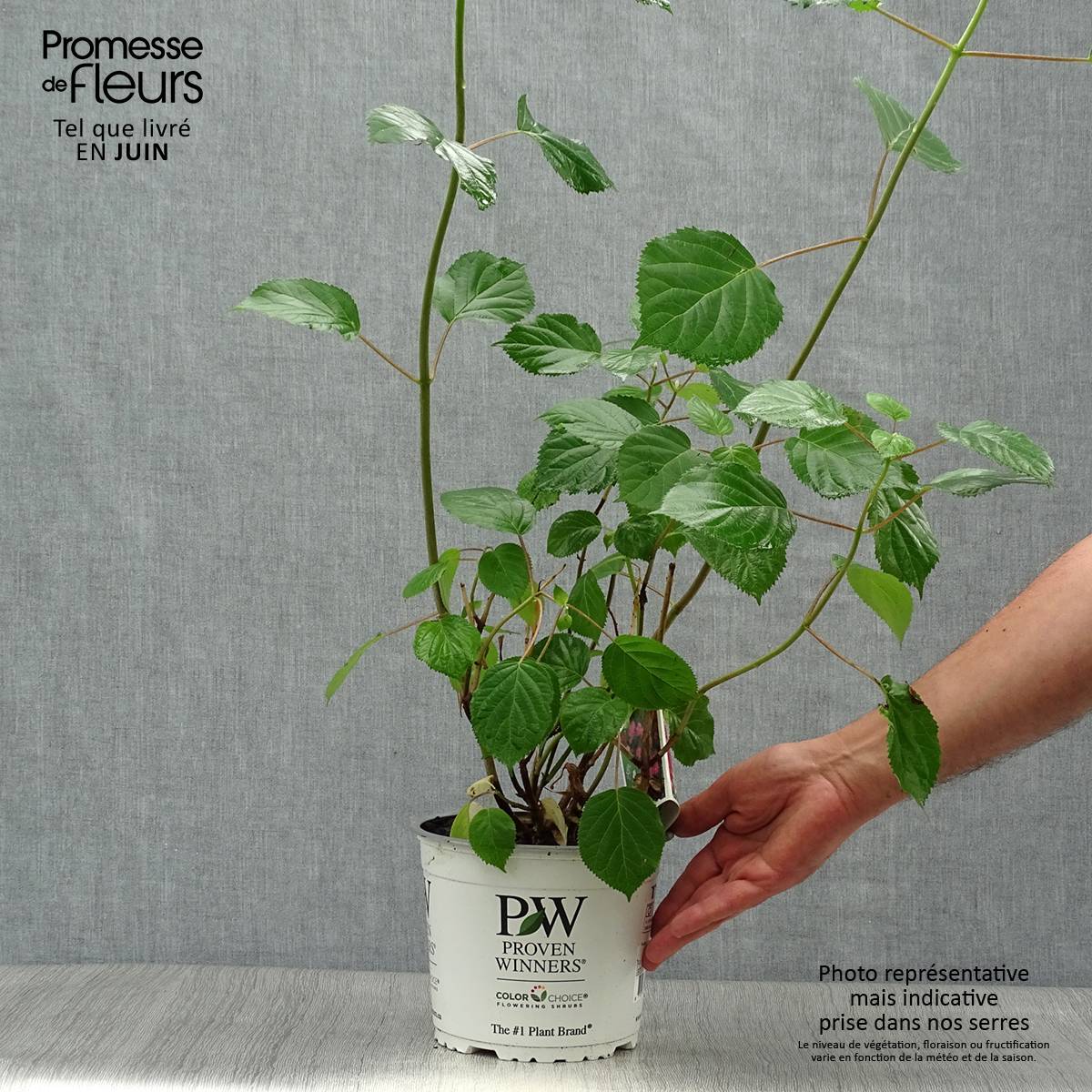Hortensia arborescens Pink Annabelle ou Invincibelle Pot de 2L/3L - Image 2